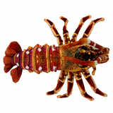 Corney Crayfish