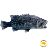 Drake Dhufish Plush Toy
