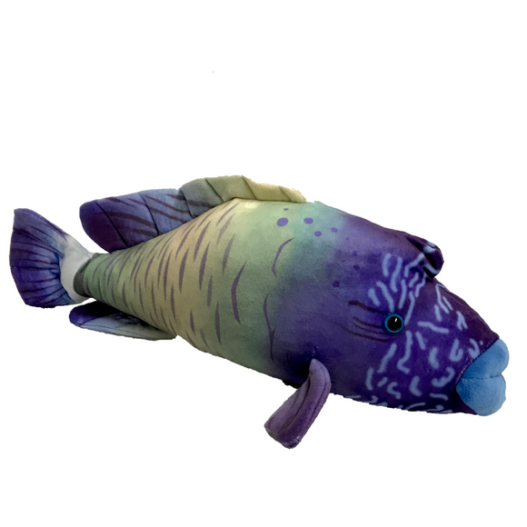Wrasse Fish