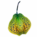Solomon Stringray Plush Toy